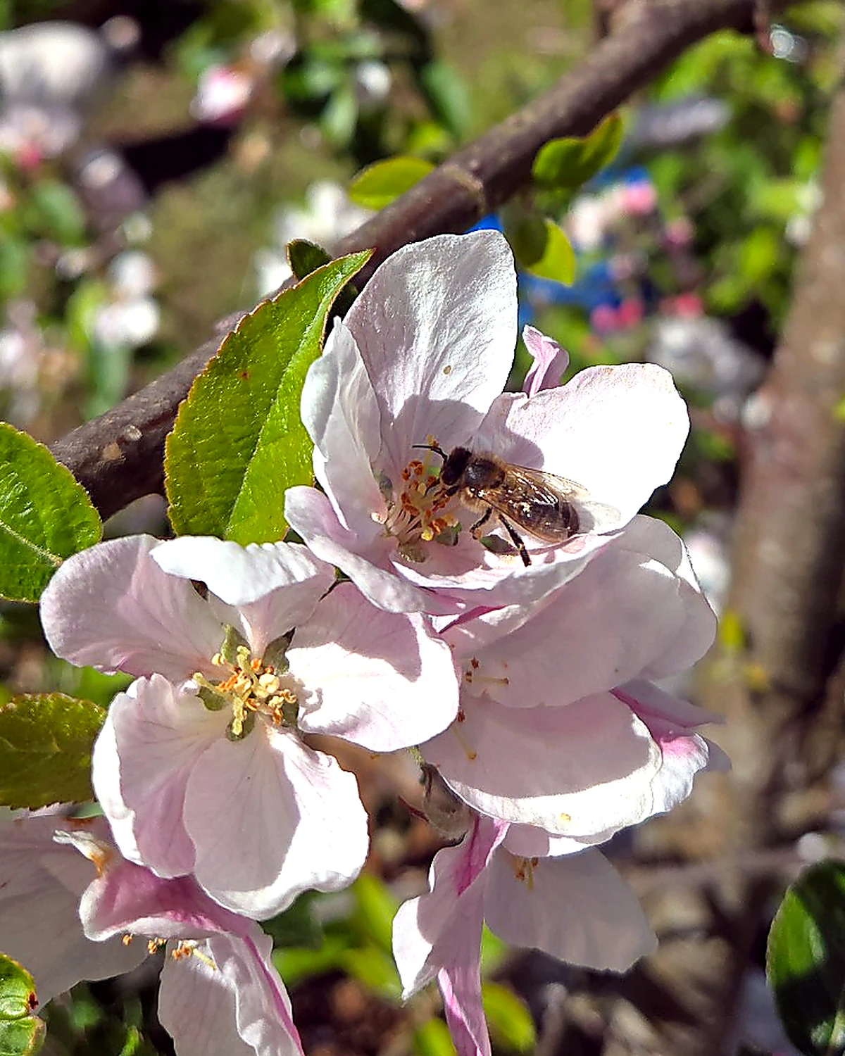 A honey bee on white bramble blossom. The first flowers of the year at Rooghan Gardens.
